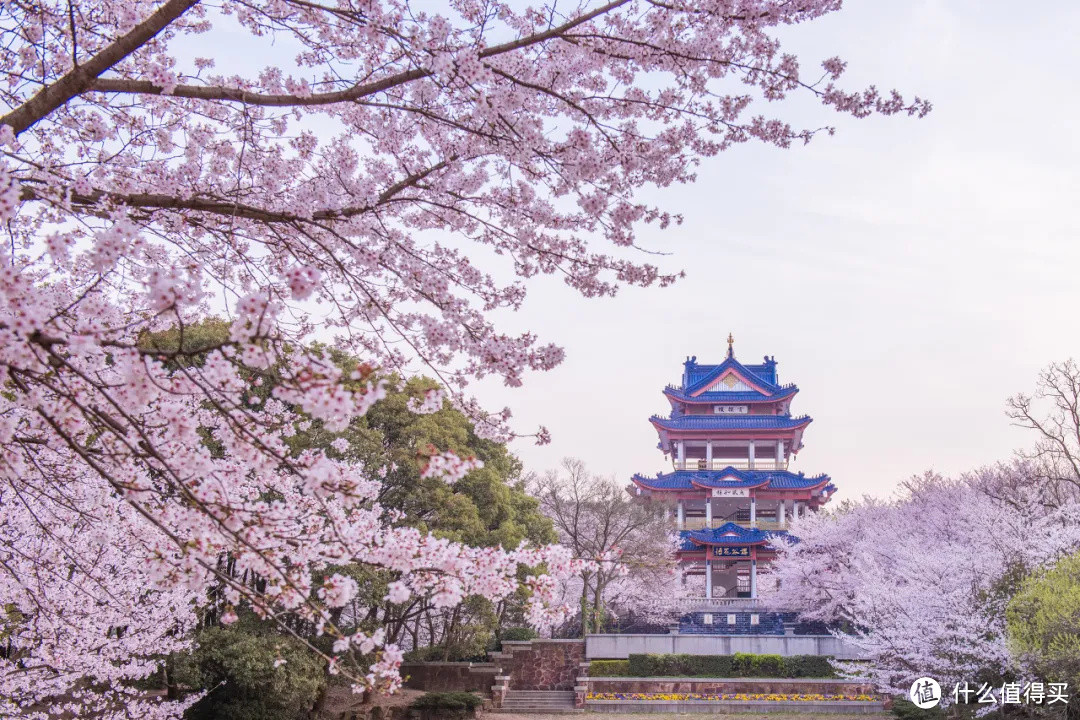 今年无锡看樱花，不去鼋头渚了！